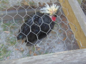 A Polish Frizzle Head Rooster who doesn't feel well.