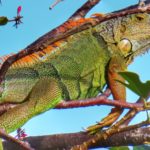 Lizards, Game of Thrones and a New Conspiracy Theor