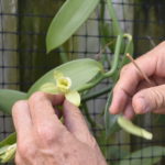 Fertilizing a Vanilla Bean Orchid